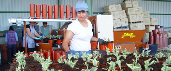 Plantacion de plantas ornamentales en maceta